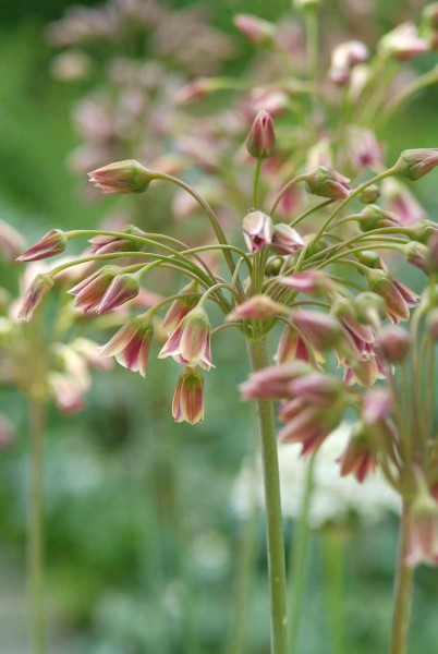 Allium Nectaroscordum Siculum