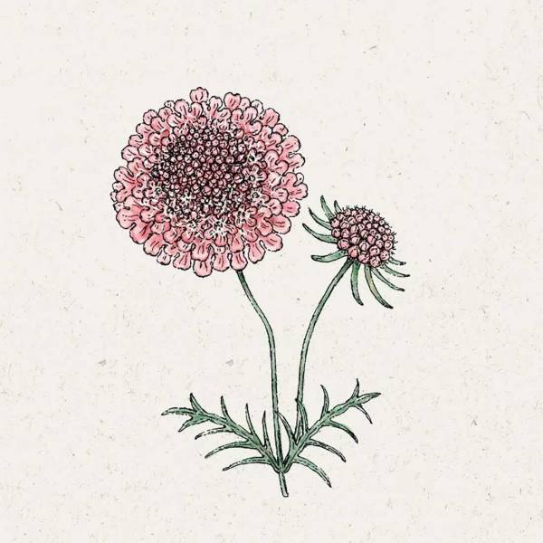 Blumensamen Scabiosa atropurpurea »Salmon Pink«