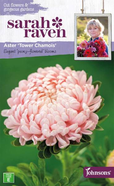 Blumensamen Aster »Tower Chamois« von Sarah Raven