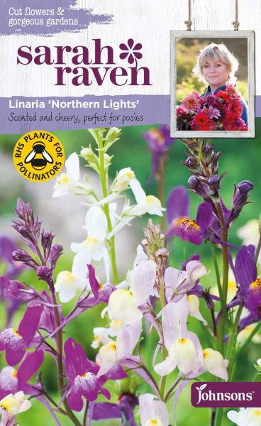 Blumensamen Linaria Northern Lights