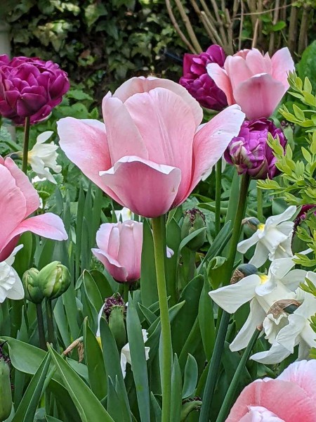Tulpe Salmon Impression