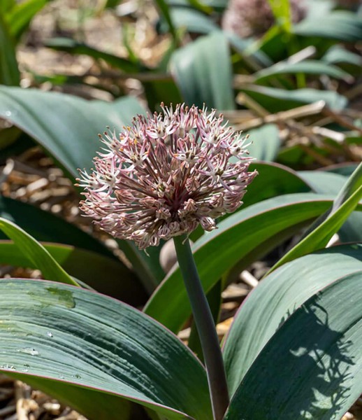 Allium karataviense Blauzungenlauch