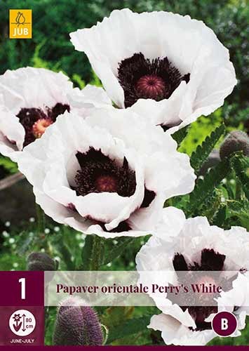 Orientalischer Mohn Perry's White