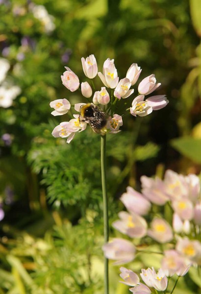 Allium roseum