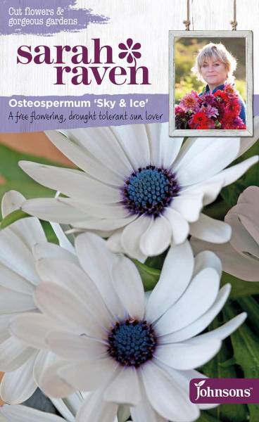 Blumensamen Osteosperumum Sky and Ice