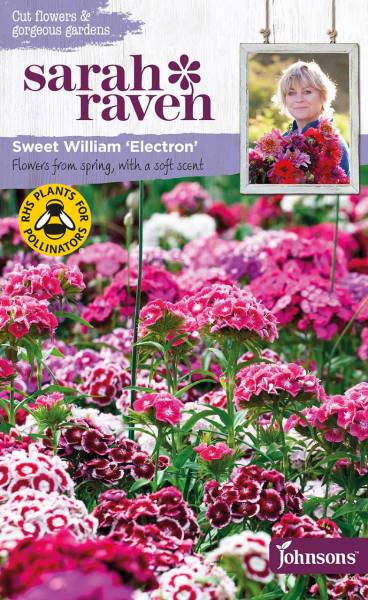 Blumensamen Sweet William Electron Bartnelke
