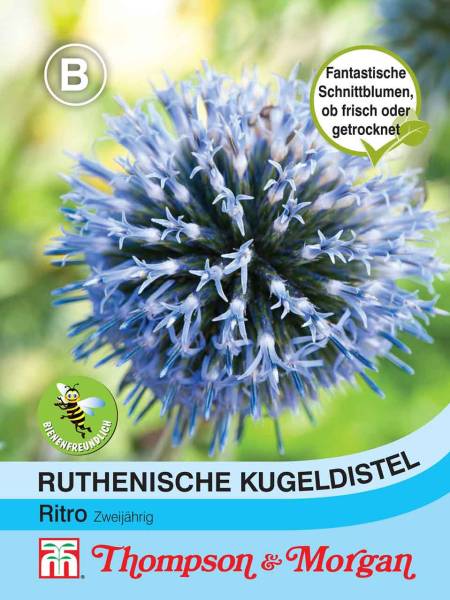 Kugeldistel Echinops ritro