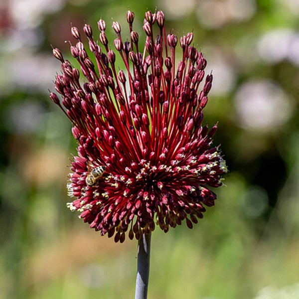 Allium Red Mohican