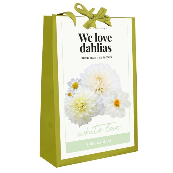 Dahlien Kollektion White Love