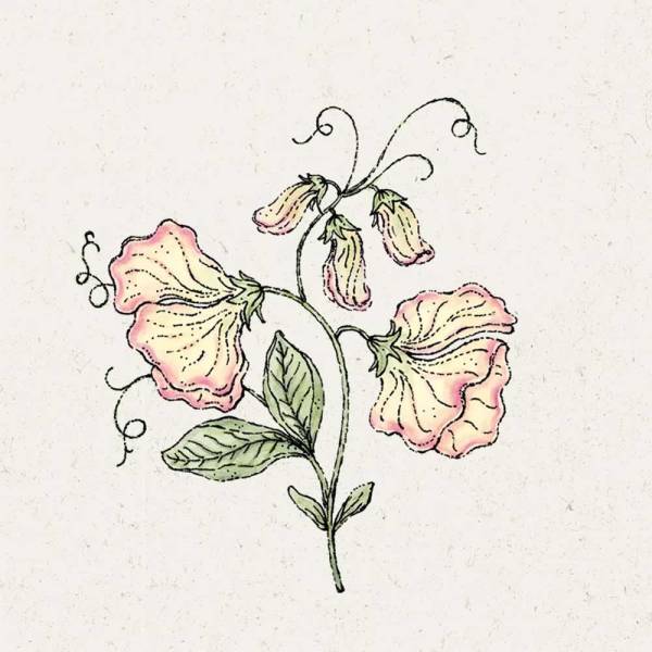 Blumensamen Lathyrus odoratus »Mollie Rilstone« (Duftwicke)