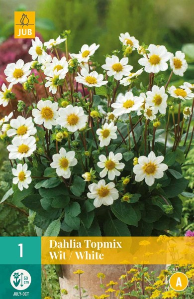 Dahlie Topmix White Dahlie Topmix White