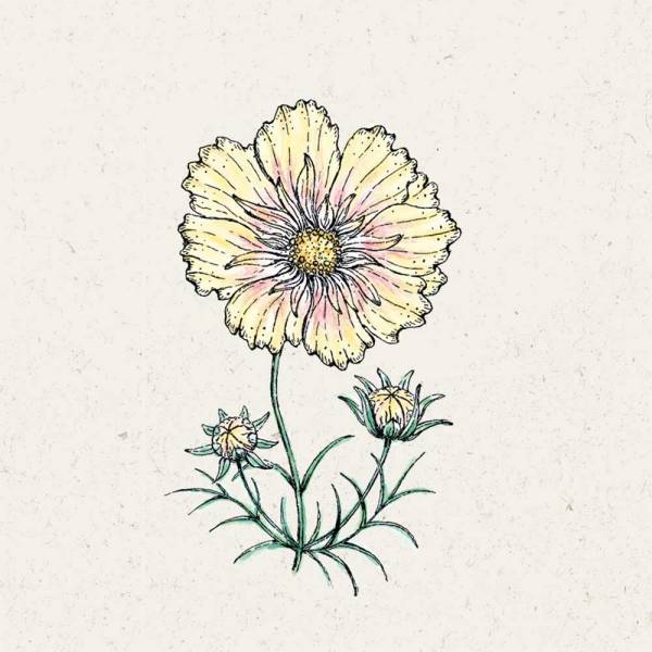 Cosmos bipinnatus Xanthos Kosmee