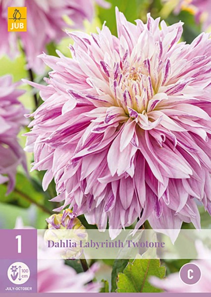 Dahlie Labyrinth Twotone Dahlie Labyrinth Twotone