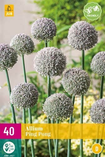 Allium Ping Pong