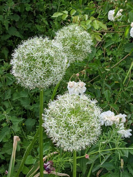 Allium Mount Everest