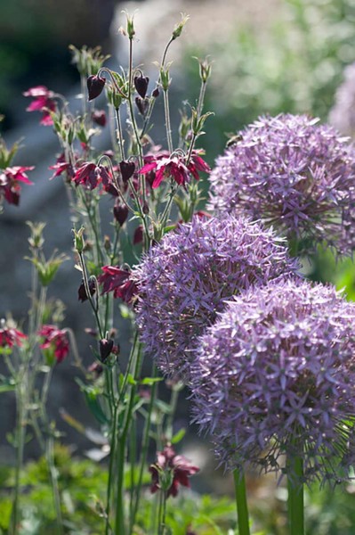 Allium Gladiator