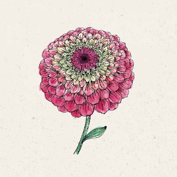 Blumensamen Zinnia elegans Queen Red Lime