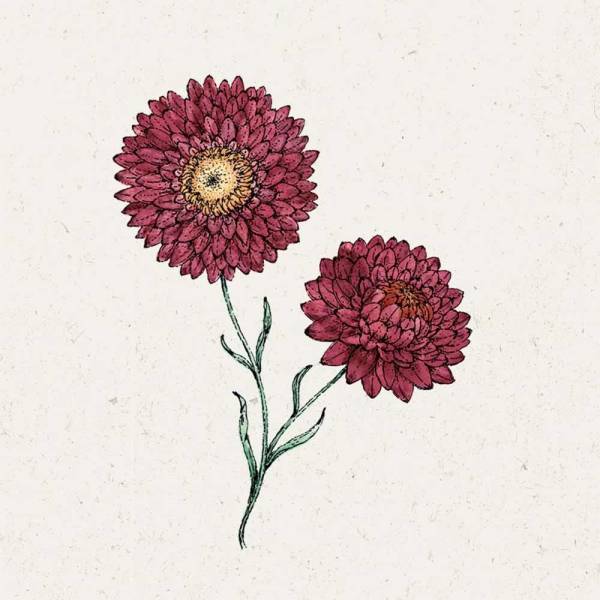 Blumensamen Helichrysum bracteatum Scarlet Strohblume