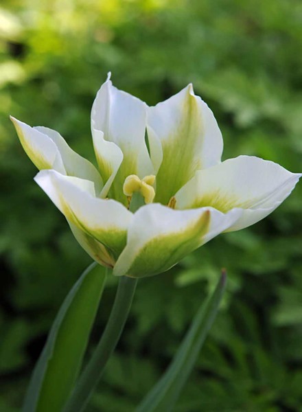 Tulpe Spring Green