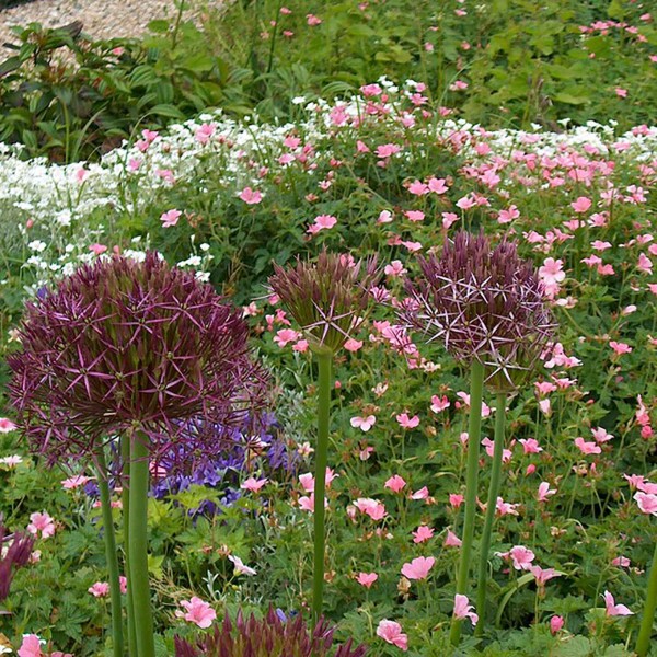 Allium Christophii