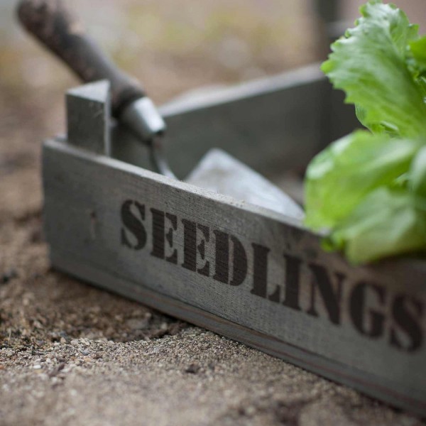 Anzuchtkasten »Seedlings Tray« - aus Holz