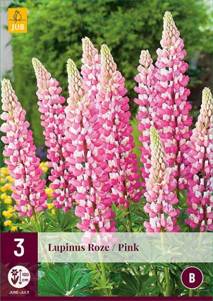 Lupine Pink