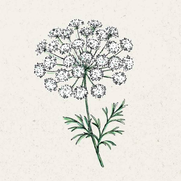 Blumensamen Ammi majus Knorpelmöhre