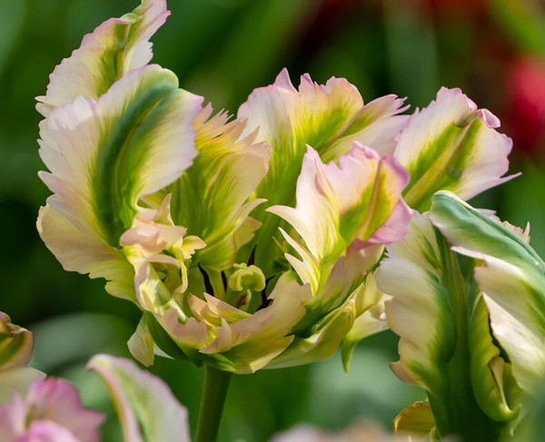 Tulpe Green Wave