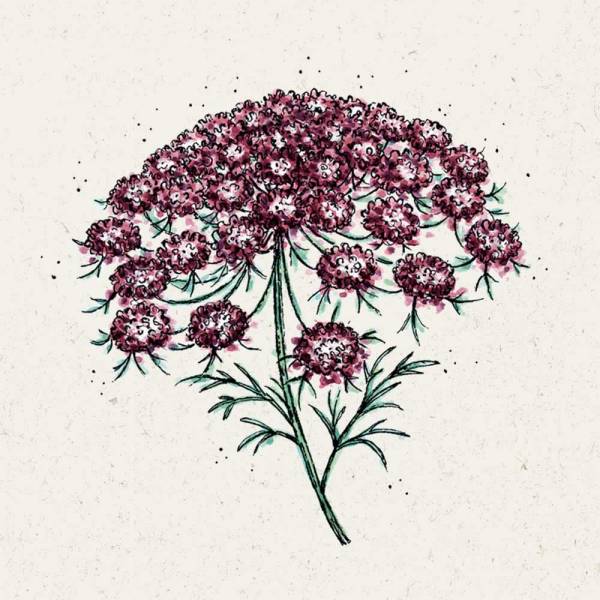 Blumensamen Wilde Möhre Dara