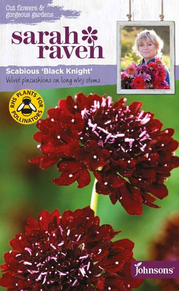 Blumensamen Scabious Black Knight