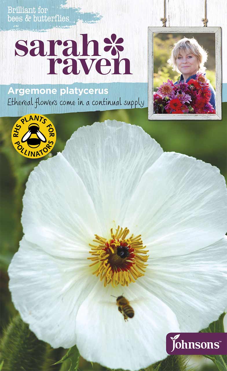 Blumensamen Argemone platycerus »Prickly Poppy« (Stachelmohn) von