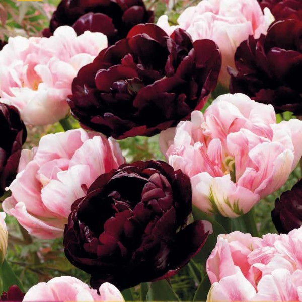 Tulpen-Kollektion »Sweet Desire Mix«