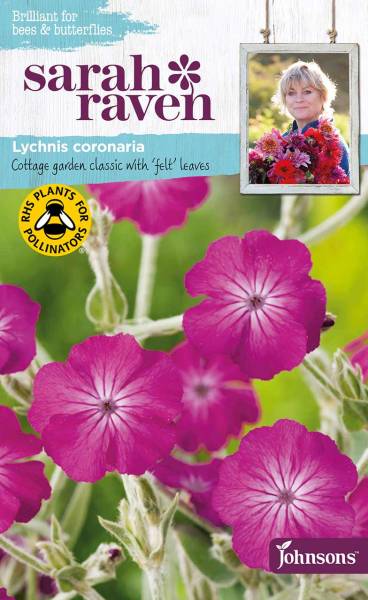 Lychnis coronaria Sarah Raven