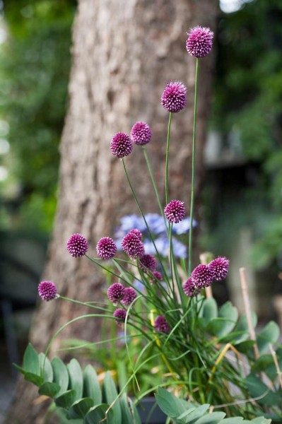 Allium Sphaerocephalon