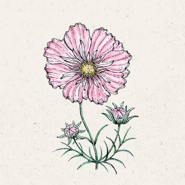 Blumensamen Cosmos bipinnatus „Rosetta“