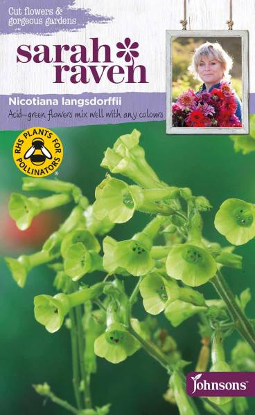 »Nicotiana langsdorffii« Ziertabak - von Sarah Raven