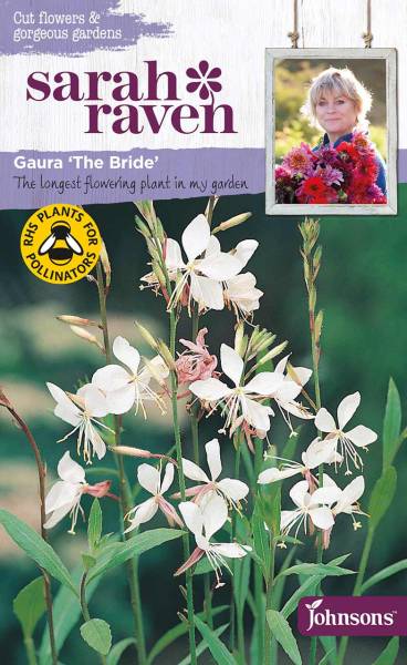 Blumensamen Gaura The Bride 