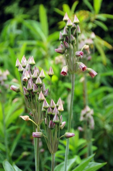 Allium Nectaroscordum Siculum