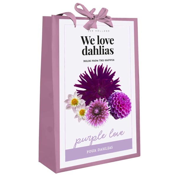 Dahlien Kollektion We love Dahlias - purple Love