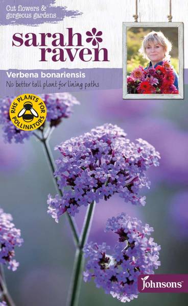 Blumensamen Verbena bonariensis