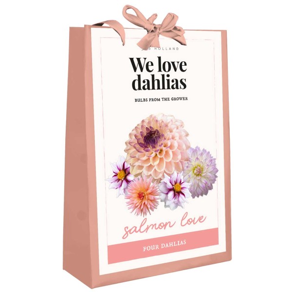 Dahlien Kollektion We love Dahlias - Salmon Love