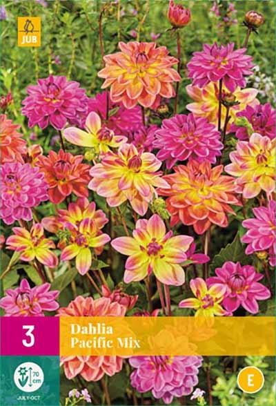 Dahlien »Pacific Mix«