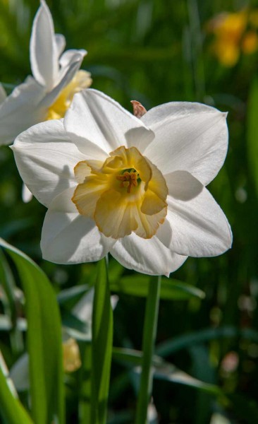 Narzisse Papillon Blanc