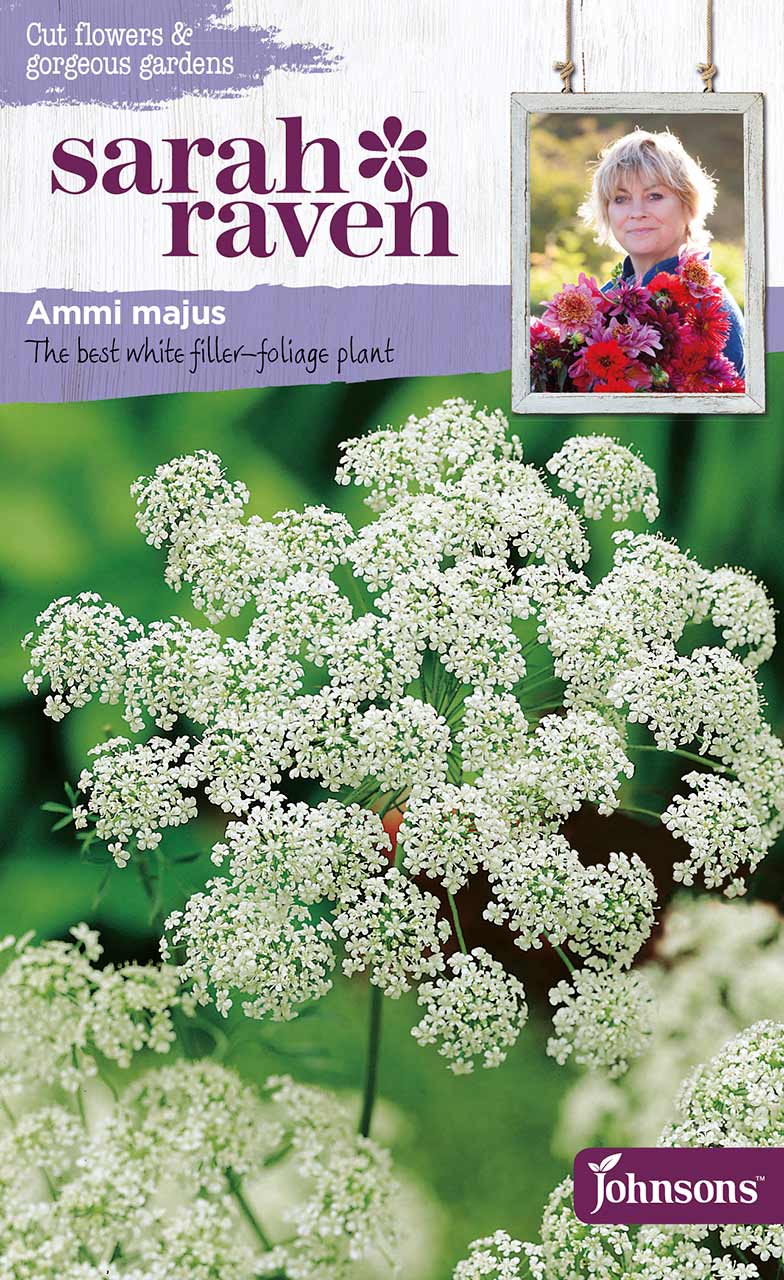 blumensamen ammi majus (große knorpelmöhre) - von sarah raven