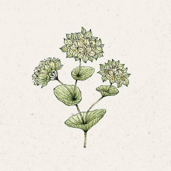 Blumensamen Bupleurum rotundifolium «Griffithii» (Hasenorhr)