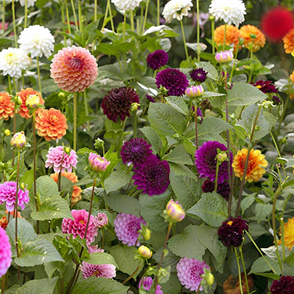 Dahlien Pompon Mix