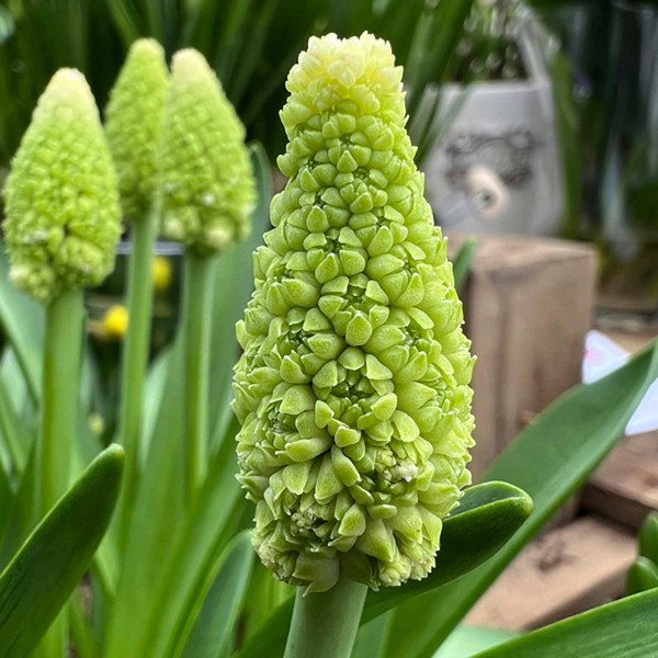 Traubenhyazinthe Lady Madonna