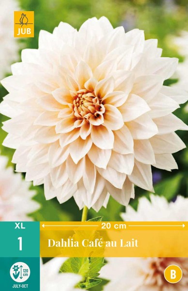 Dahlie Café au Lait