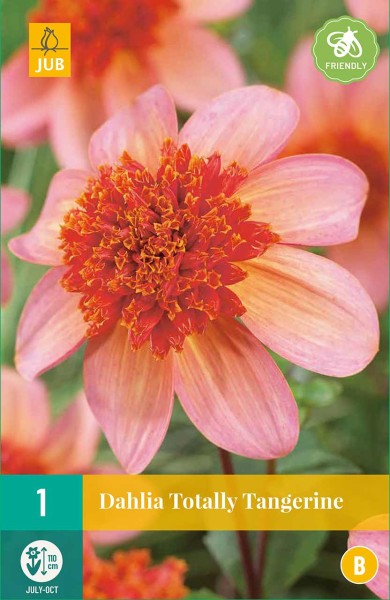 Dahlia Totally Tangerine