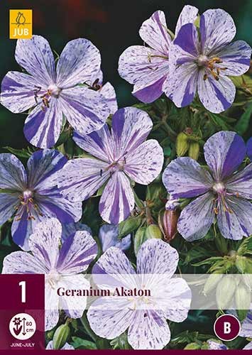 Geranium Akaton